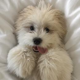 Ponyo - Coton de Tulear