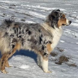 Ava - Australian Shepherd