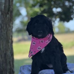 Girl 3: Sold - White and black Bordoodle puppy in Pavo, Georgia from The Painted Egg at Copper Barrel Farm