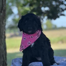 Girl 3: Sold - White and black Bordoodle puppy in Pavo, Georgia from The Painted Egg at Copper Barrel Farm