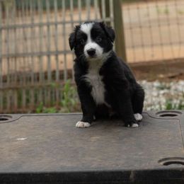 Boy 1 - Black Border Collie puppy in Gaffney, South Carolina from On the Lamb