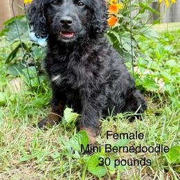 Girl 2 - Phantom female Bernedoodle puppy in Montrose, Michigan from Livy’s Doodles