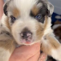 Range AKC Tailed - Blue merle male Australian Shepherd puppy in Inverness, Florida from Swamp Puppy Canine Kennel