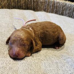 Ducky - Brown female Cockapoo puppy in Kingfisher, Oklahoma from Perdue Puppies