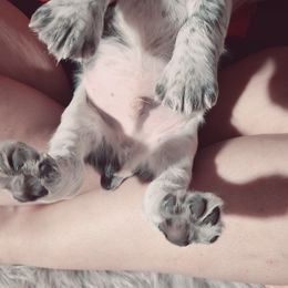 English Springer Spaniel Puppies from Savannah River Springers