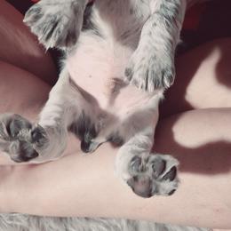 English Springer Spaniel Puppies from Savannah River Springers