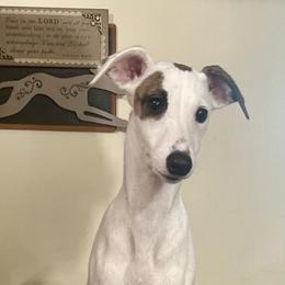 Lotta - White and red brindle female Whippet puppy in Brooksville, Florida from Phasion Whippets Kimberly & Paul Norton Sr.