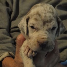 Cardigan Welsh Corgi and Great Dane Puppies from Red Oak Farm and Kennel