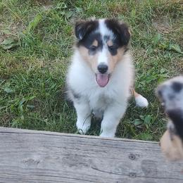 Smokey - Blue merle white and tan male Collie puppy in Salineville, Ohio from Aryggeth Collies