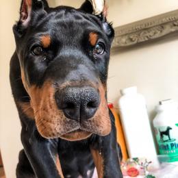 Doberman Pinscher Puppies from Imperium Dobermann Kennel