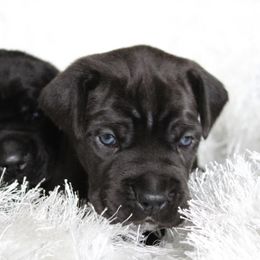Cane Corso Puppies from Big Country Cane Corso