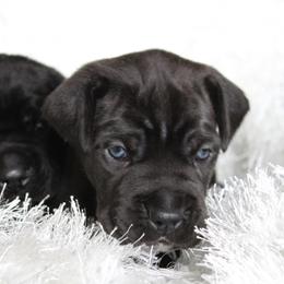 Cane Corso Puppies from Big Country Cane Corso
