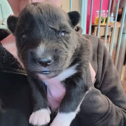 Blue - Black and white male Siberian Husky puppy in Porter Corners, New York from Twisted Gemstone Exotics