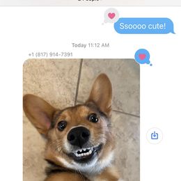 Pembroke Welsh Corgi All Grown Up from The Hallway Farm