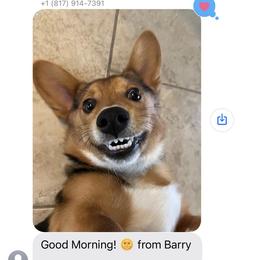 Pembroke Welsh Corgi All Grown Up from The Hallway Farm
