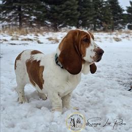 Poppy Rae - Basset Hound