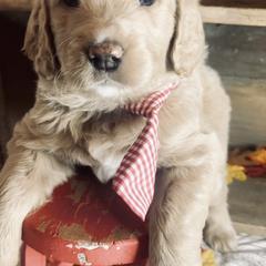 Double Doodle Puppies from North Texas Golden Mountain Doodles