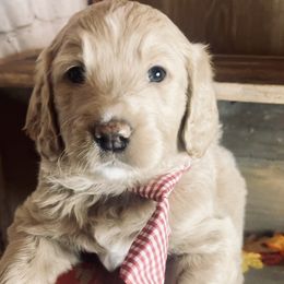 Double Doodle Puppies from North Texas Golden Mountain Doodles