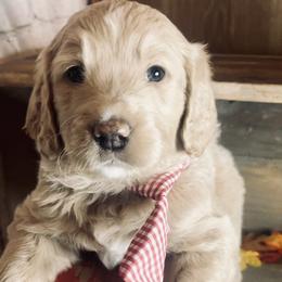 Double Doodle Puppies from North Texas Golden Mountain Doodles