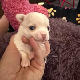 Elsa - White female Chihuahua puppy in Seneca, Missouri from Stephanie’s Puppy Colony