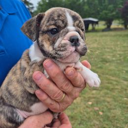 PINK - Red brindle female Bulldog puppy in Walhalla, South Carolina from Lowery's English Bulldogs