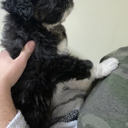 Aussiedoodle, Australian Shepherd, and Miniature Australian Shepherd Puppies from Amie's Aussies & Doodles