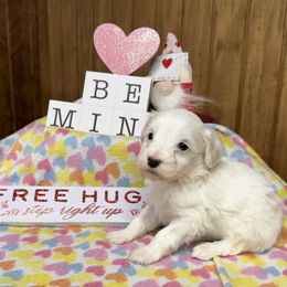 Cupid - Maltipoo puppy from Durham's Designer Poos