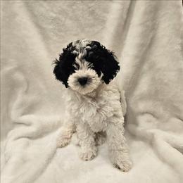 Willow - Parti female Poodle puppy in Puyallup, Washington from Pure Parti Poodles