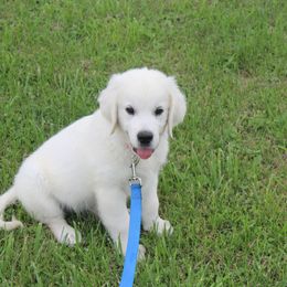 Golden Retriever Puppies from NorthCoastGoldenRetrieversLLC