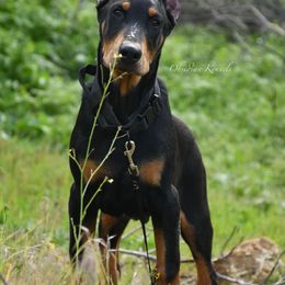 Doberman Pinscher Puppies from Obsidian Kennels