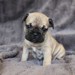 French Bulldog Puppies from Perfect Fit Frenchies