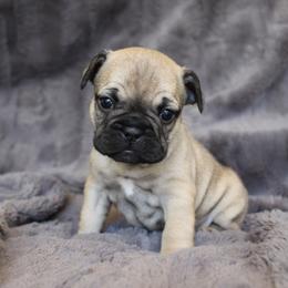 French Bulldog Puppies from Perfect Fit Frenchies