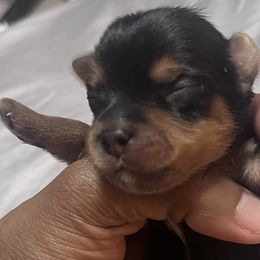 Boy 1 - Black and tan Yorkshire Terrier puppy in Yakima, Washington from Devine Yorkies