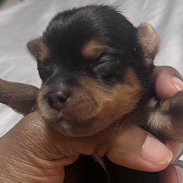 Boy 1 - Black and tan Yorkshire Terrier puppy in Yakima, Washington from Devine Yorkies