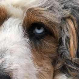 Aussiedoodles, Bernedoodles, and Bernese Mountain Dogs from Lost Coast Bernese Mountain Dogs