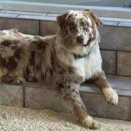 Teaka - Australian Shepherd