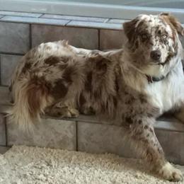 Teaka - Australian Shepherd