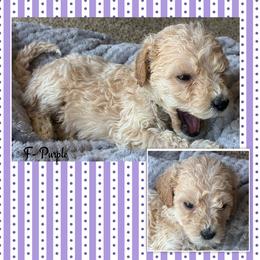 G6- Purple - Cream female Goldendoodle puppy in Ankeny, Iowa from Iowadoodles2love