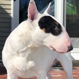 Bull Terriers from Bally Bull Terriers