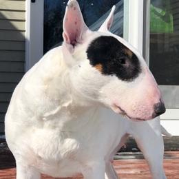 Bull Terriers from Bally Bull Terriers