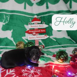 Holly - Black tri-color female Australian Shepherd puppy in Mocksville, North Carolina from Trailblazing Aussies