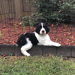 English Springer Spaniel Puppies from Ocoee English Springer Spaniels
