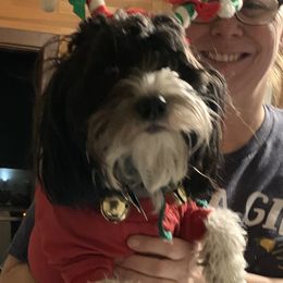 Havanese All Grown Up from Honeycutt’s Happy Havanese