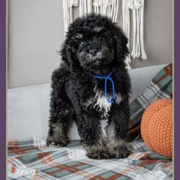Goldie - Black male Bernedoodle puppy in Connersville, Indiana from Deaz Doodle Ranch