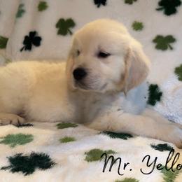 Mr. Yellow - Light golden male Golden Retriever puppy in Willis, Texas from Lakemist Retrievers