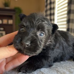 Scottish Terrier Puppies from Oodles of Cuties!