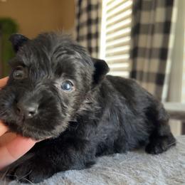 Scottish Terrier Puppies from Oodles of Cuties!