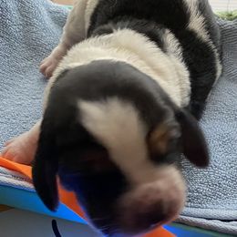 Basset Hound Puppies from 5th Day Farm