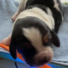 Basset Hound Puppies from 5th Day Farm