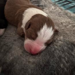 Hazelnut - Red tri-color female Australian Shepherd puppy in Wrightstown, New Jersey from Hartzland Farm Australian Shepherds